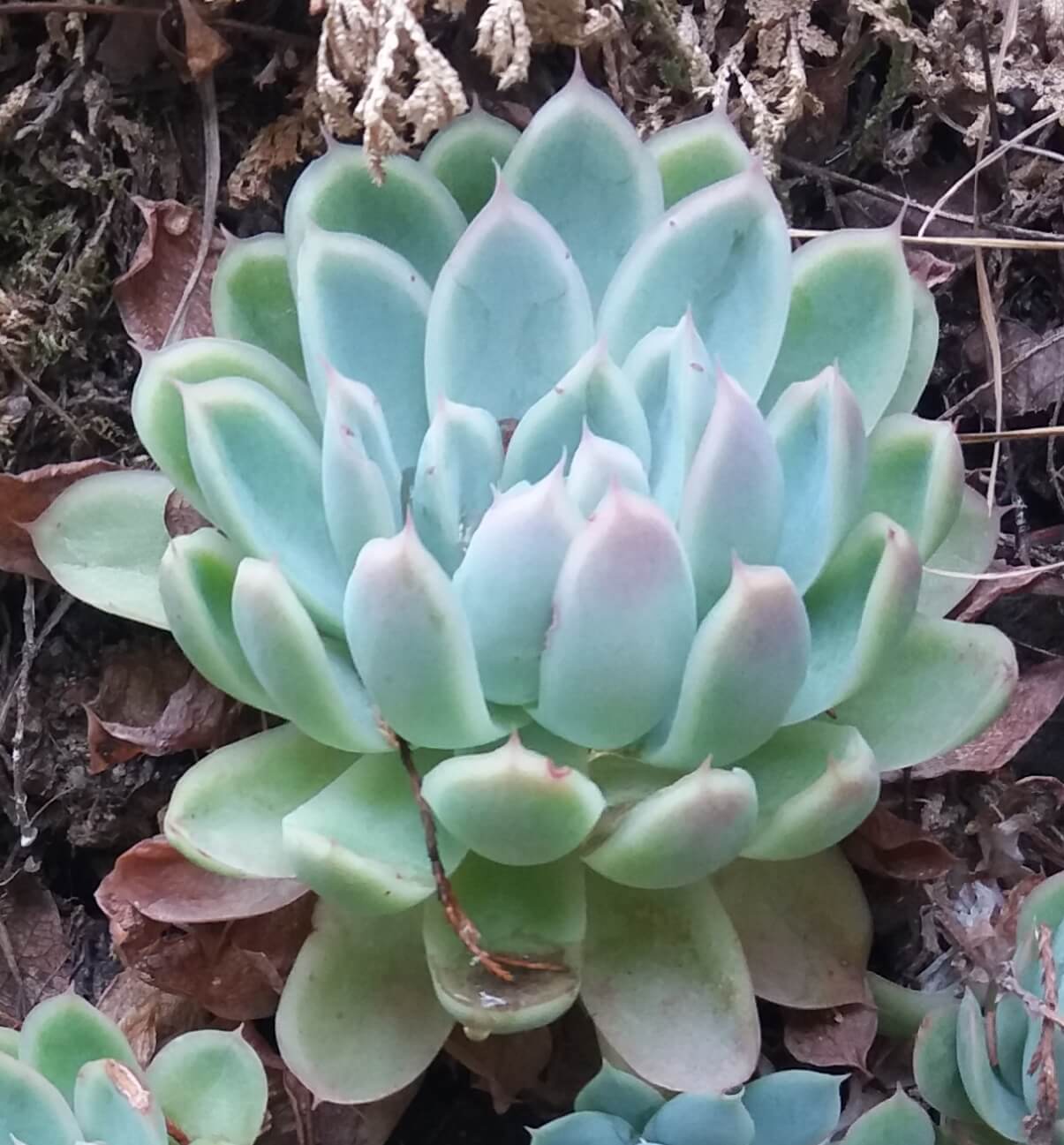 Echeveria secunda 'Pinwheel'.